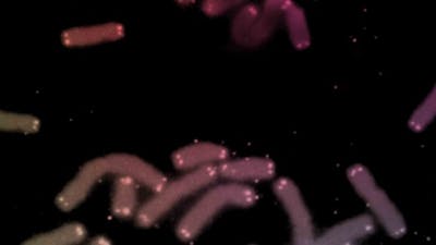 Telomeres: The Fountain of Youth