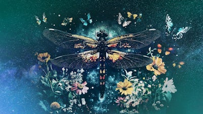 The Dragonfly Journey