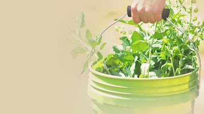 Wild Edibles with Sergei Boutenko