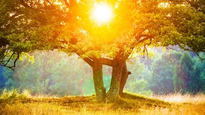 Life after Bereavement with Dianne Arcangel