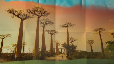 Madagascar : l'esprit des plantes