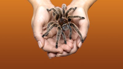 Reprograma Miedos, Traumas y Fobias 