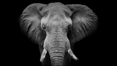 Music for Elephants