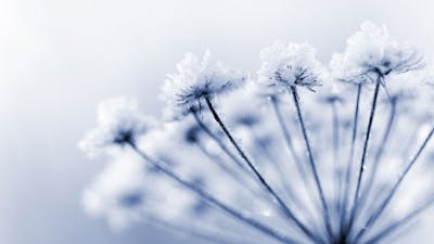 Life After Death