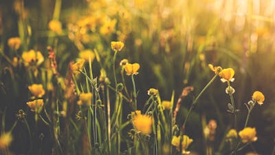 Live in Gratitude