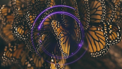 Desaparición de las monarca