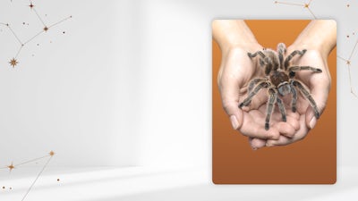 Reprograma Miedos, Traumas y Fobias 