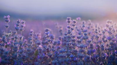 Heart Expansion - Fourth Chakra