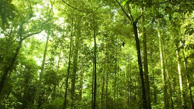 Green Psychology (Ralph Metzner) – Part 1