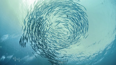 Navigating the Energetic Ocean