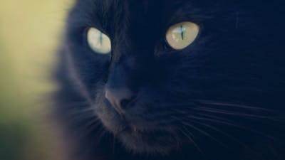 Pet Psychic with Amelia Kinkade