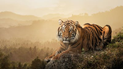 Meditation: Stress & Hass heilsam versorgen