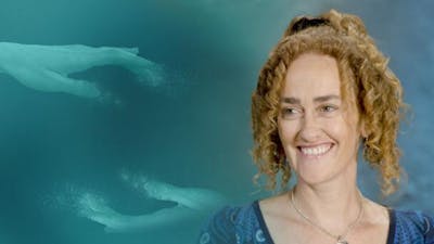 Luzides Träumen – Die andere Realität