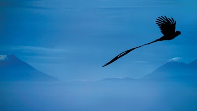 El camino místico al quetzal