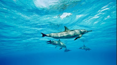 Scott Taylor on Dolphins and The Cetacean Nation