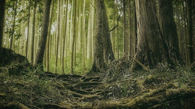 Contentment in Solitude: Audio Meditation