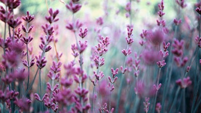 Jean Redpath Sings (Jean Redpath)