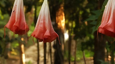 Ayahuasca: La Enredadera del Alma