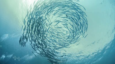 Navigating the Energetic Ocean