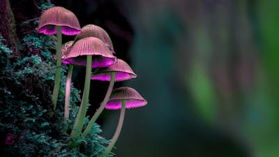 Bacteria & Fungi - Talk