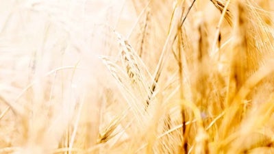 A Woman's Book of Life (Dr. Joan Borysenko)