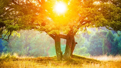 Life after Bereavement with Dianne Arcangel