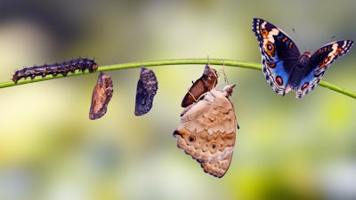 Warum Veränderung Zeit braucht