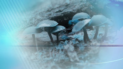 Psilocybin Grows Brain Connections