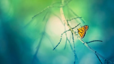 Cathy O’Brien on the Trance Formation of America