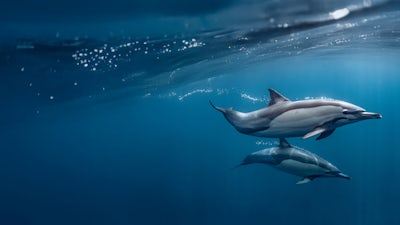 Ocean Souls : Les Âmes des Océans