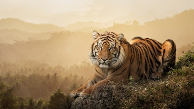 Meditation: Stress & Hass heilsam versorgen