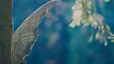 Messages from the Angels with Doreen Virtue