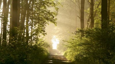 The Path: Afterlife