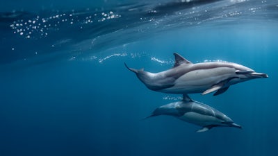 Ocean souls: Almas del azul profundo