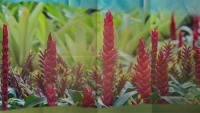 Colombie, la plante sacrée d'amazonie