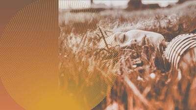 Die Spielwiese des Geistes