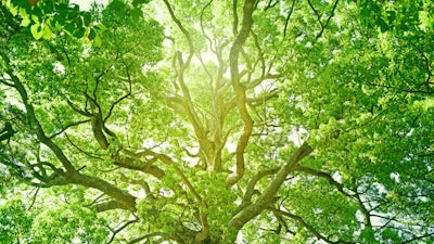 Boris Fritz on the Yuga Cycles