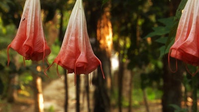 Ayahuasca: Vine of the Soul