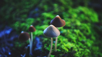 Psychedelics: Awakening the World with Ben Stewart