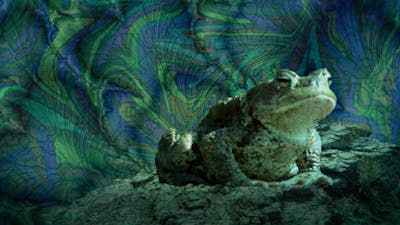 Erwachen durch Toad Medizin