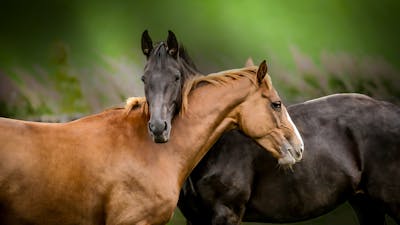 Secrets to Lasting Love