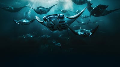 Riesenmantas: Wenn Aliens Kontakt aufnehmen – Begegnungen mit der Intelligenz der Tiefe