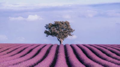 Integration of Contentment: Audio Meditation