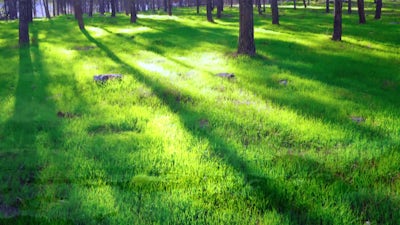 Padma Meditation for Contentment