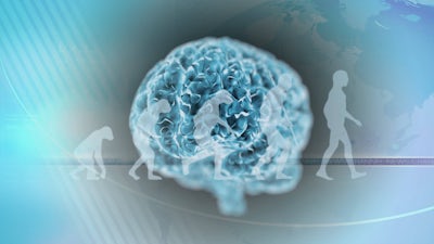 The Evolving Psychedelic Brain