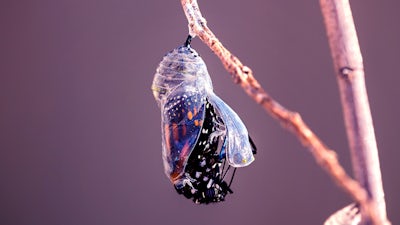 Leben mit Traumafolgen