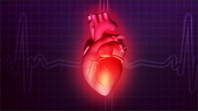 Frequencies of the Heart