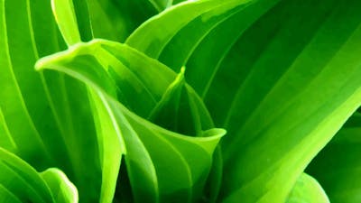 Cleansing the Doors of Perception (Huston Smith) – Part 1