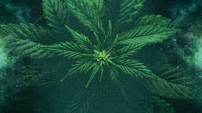 Cannabis: Medicina Primordial