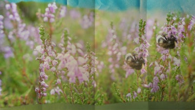 Roumanie: le miracle des abeilles